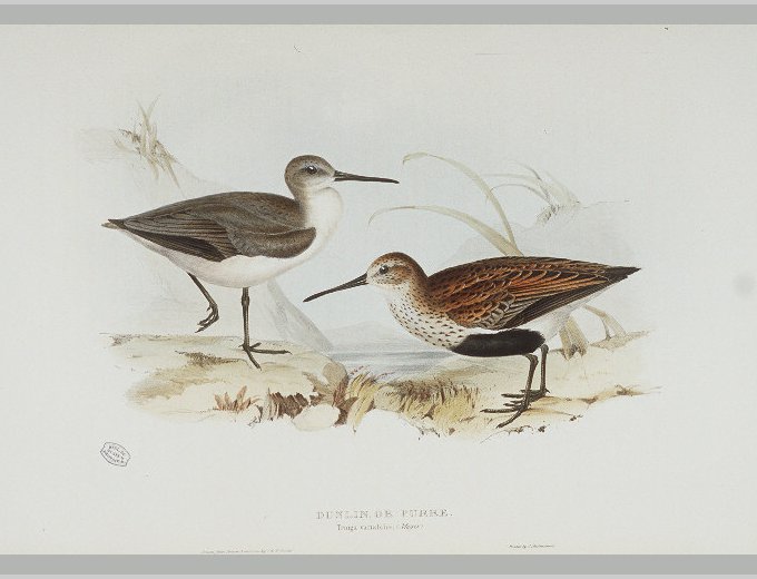 Becasseau variable