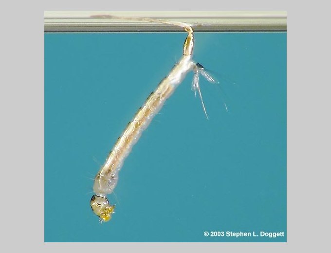 Larve d’Aedes albopictus