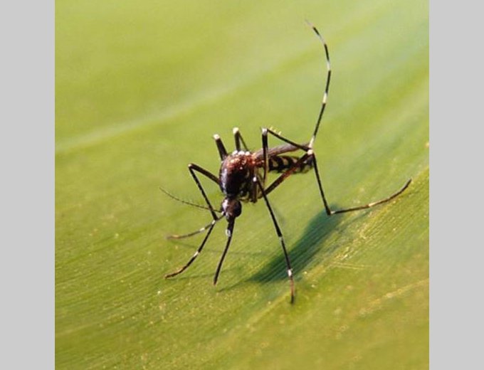 Aedes albopictus