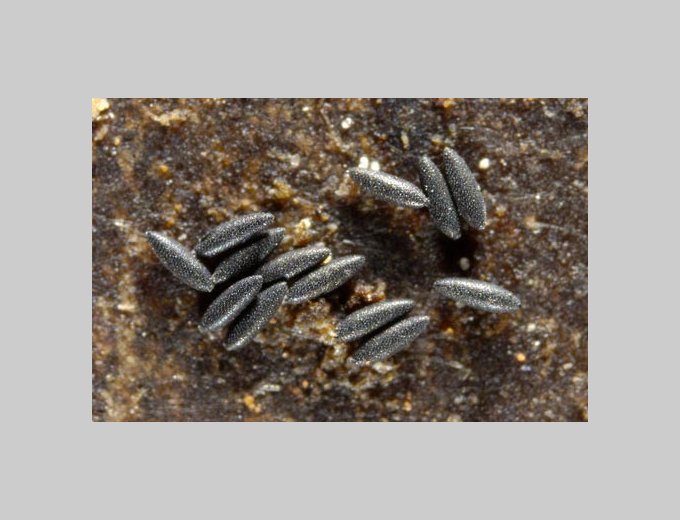 Œufs d’Aedes albopictus