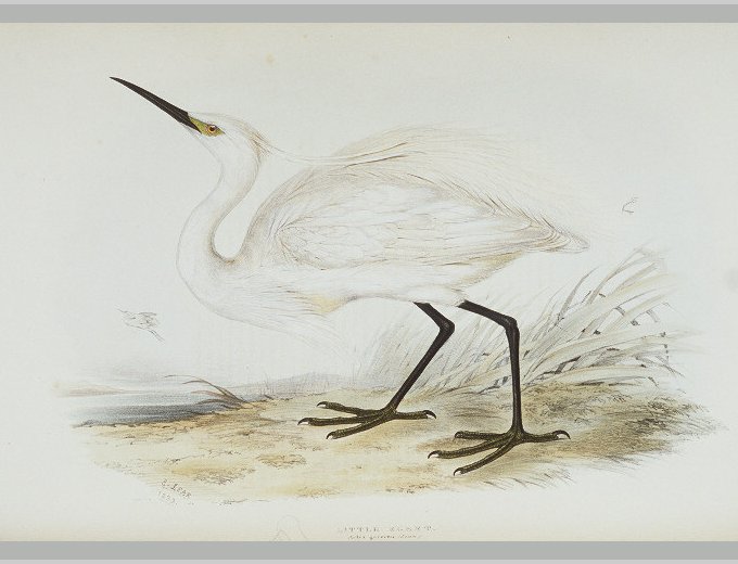 Aigrette