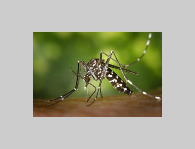 Aedes albopictus