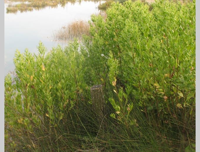 Le cotonnier, de plus en plus envahissant